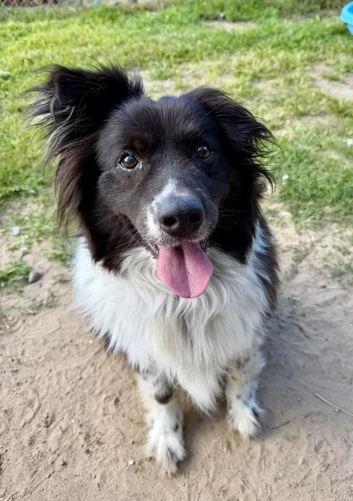 A senior large-sized male Tricolor (Brown, Black, & White) Border Collie dog named Wyatt for adoption in Kalamazoo, MI