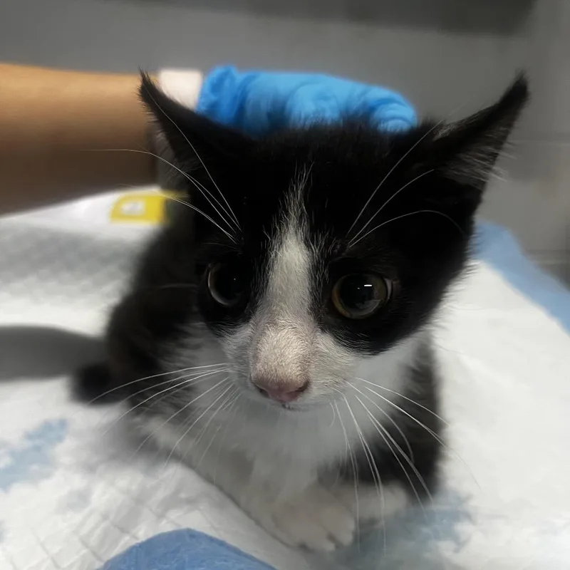 A baby small-sized male Domestic Short Hair cat named Neo for adoption in Summerville, SC