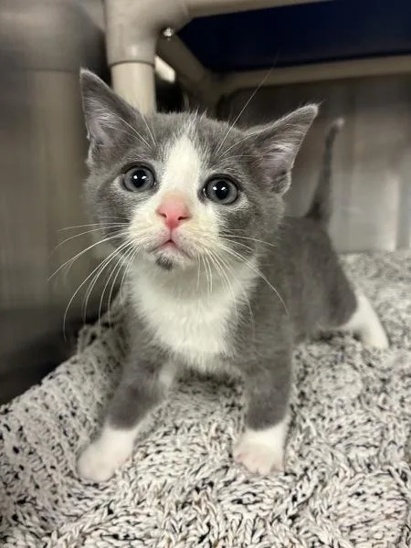 A baby small-sized male Domestic Short Hair cat named Flabaliki for adoption in Richmond, VA