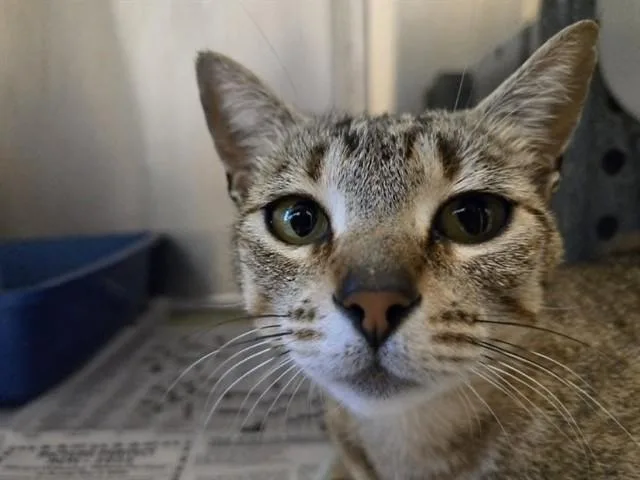 A young medium-sized female Domestic Short Hair cat named Diamond Girl for adoption in Martinez, CA
