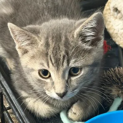A baby small-sized male Domestic Short Hair cat named Acadia for adoption in Cumming, GA