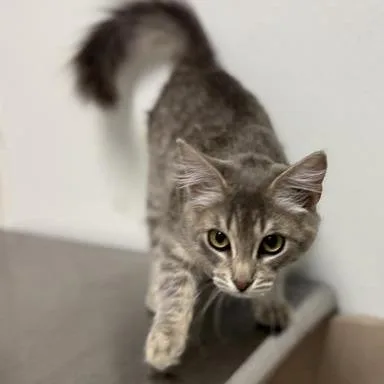 A baby medium-sized female Gray / Blue / Silver American Shorthair cat named Juliet for adoption in Mount Shasta, CA