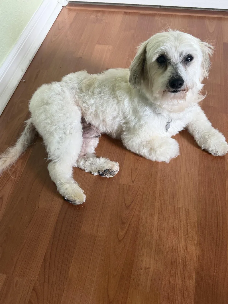 An adult small-sized male Maltese dog named Dino for adoption in Valrico, FL