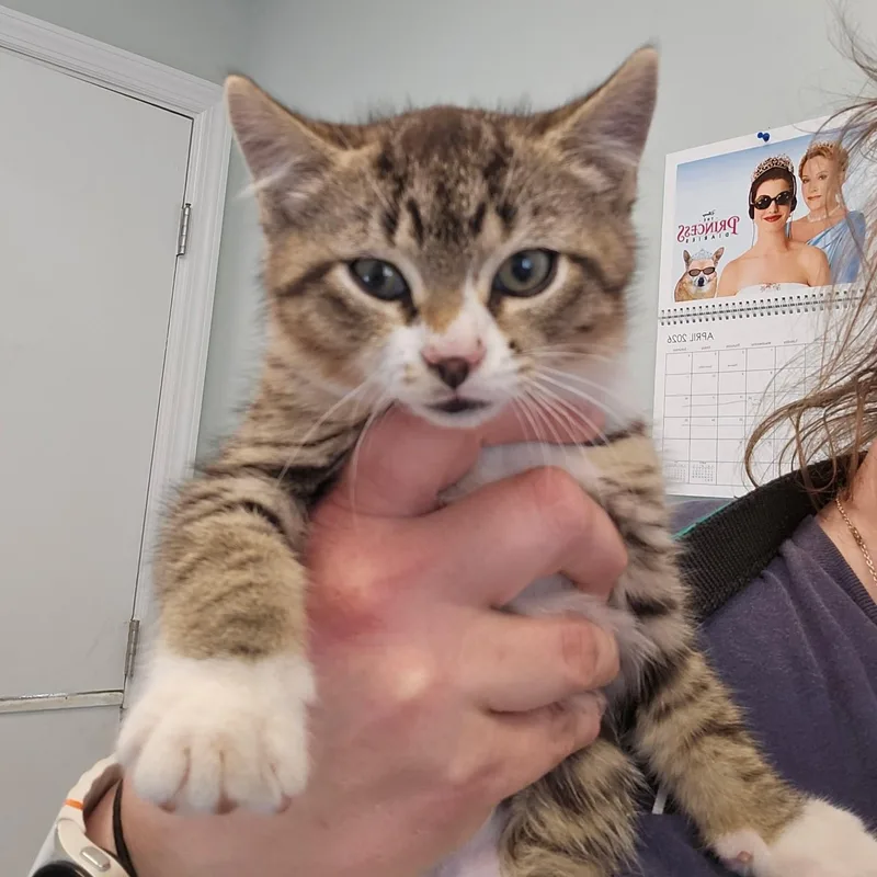 A baby medium-sized male Tabby (Brown / Chocolate) Domestic Short Hair cat named Thomas for adoption in Phoenixville, PA