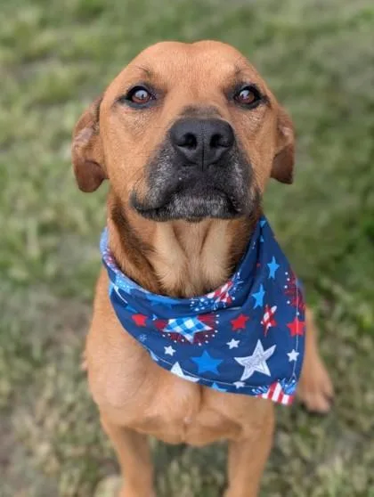 A senior medium-sized male Mixed Breed dog named Rune for adoption in Gulfport, MS