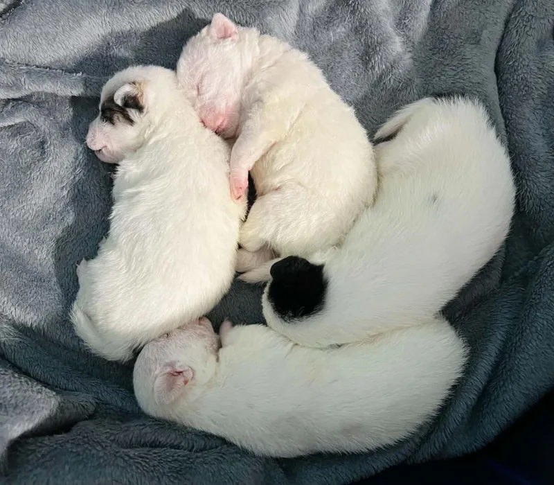 A baby small-sized female Chihuahua dog named Baby Chi pup for adoption in Dallas, TX