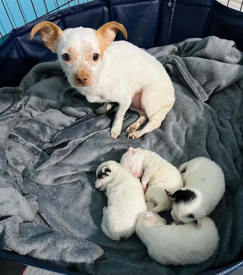 Baby Chi pup  thumbnail 2