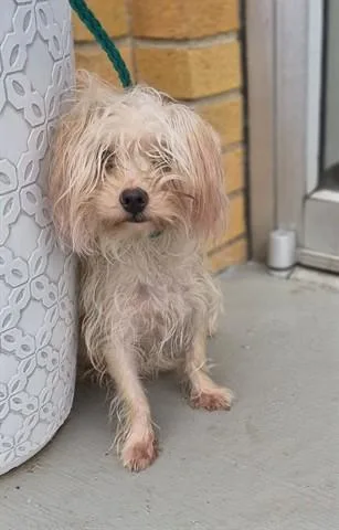 An adult small-sized female Havanese dog named Ms. Frizzle for adoption in Dayton, OH
