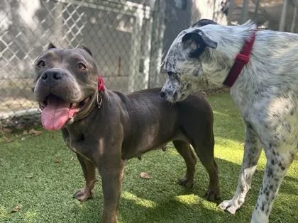An adult large-sized female Mixed Breed dog named Julia Child for adoption in Gainesville, FL