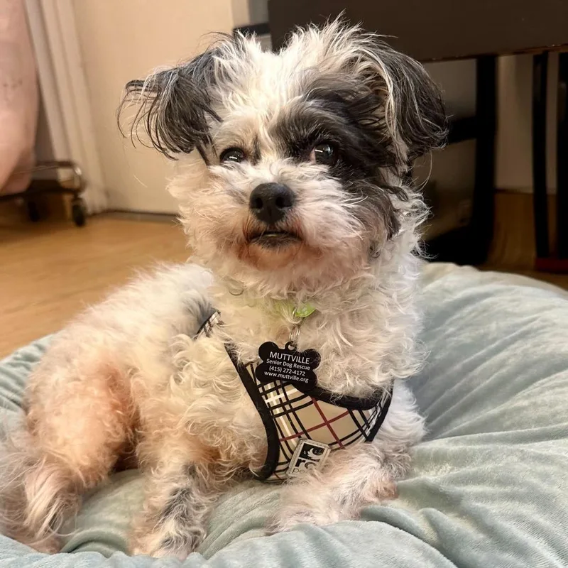 Leafy Lou thumbnail 4