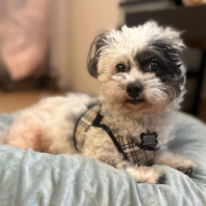 Leafy Lou thumbnail 5