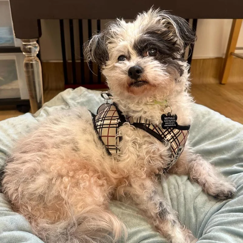 Leafy Lou thumbnail 6