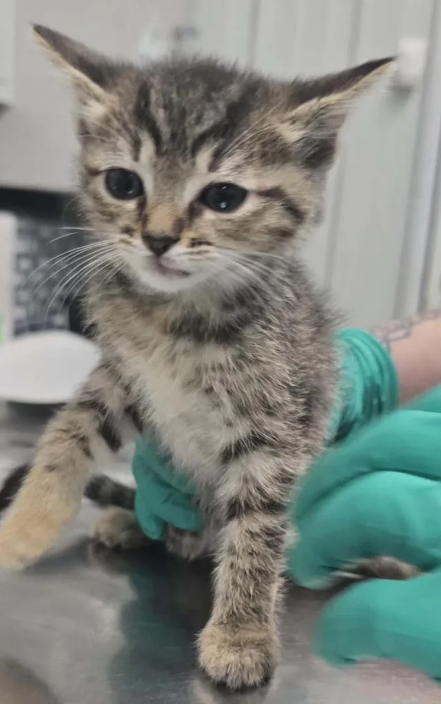 A baby small-sized female Domestic Short Hair cat named Sky for adoption in Hillsdale, IN