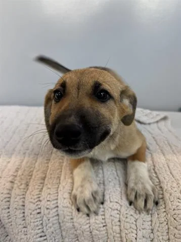 A baby small-sized female German Shepherd Dog dog named Rome for adoption in San Martin, CA