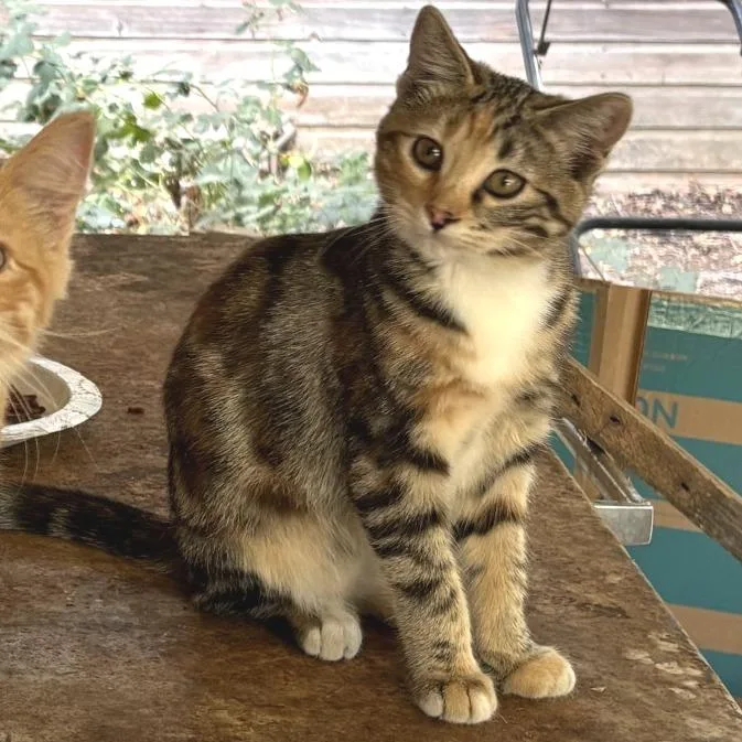 A baby small-sized female American Shorthair cat named Brandy for adoption in Mount Shasta, CA