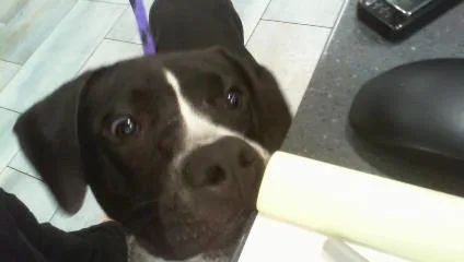A young small-sized female Pit Bull Terrier dog named Remy for adoption in Charlotte, NC