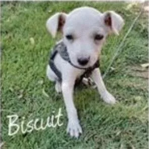 An adult medium-sized female White / Cream Mixed Breed dog named Biscuit for adoption in Portland, OR