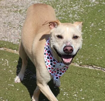 An adult large-sized male Mixed Breed dog named Ace for adoption in Athens, GA
