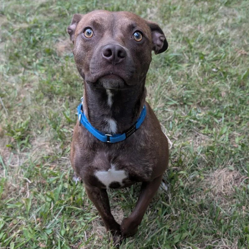 A young medium-sized male Pit Bull Terrier dog named Woody for adoption in South Euclid, OH