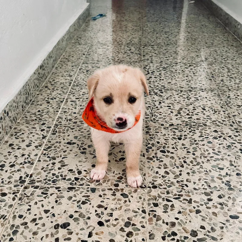 A baby medium-sized male Golden Retriever dog named MAX . lb for adoption in New York, NY