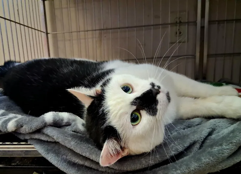 An adult medium-sized male Domestic Short Hair cat named Whiskers for adoption in Wintersville, OH