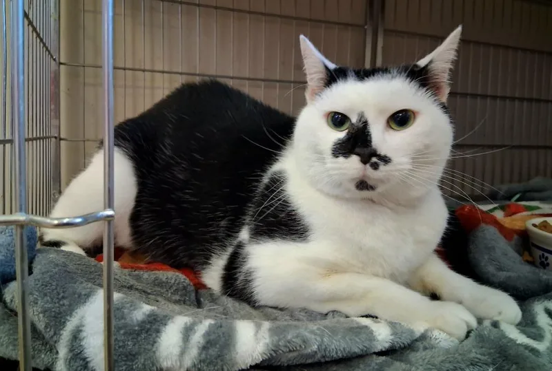 Whiskers thumbnail 2