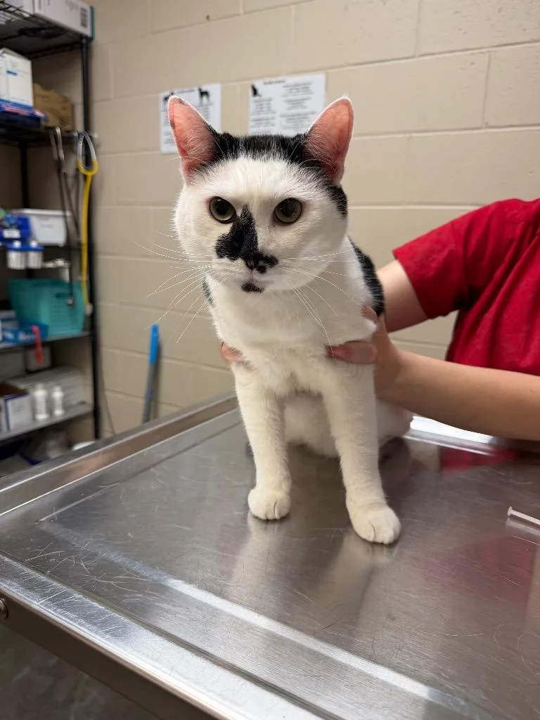 Whiskers thumbnail 3