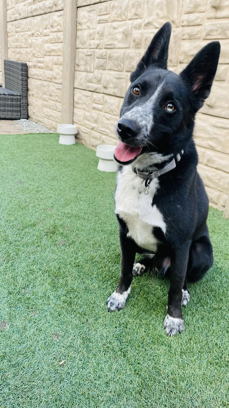A young medium-sized male Black Australian Cattle Dog / Blue Heeler dog named Tito for adoption in Houston, TX