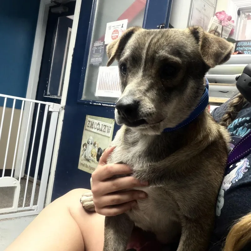 An adult small-sized male Mixed Breed dog named Ike for adoption in Uniontown, PA