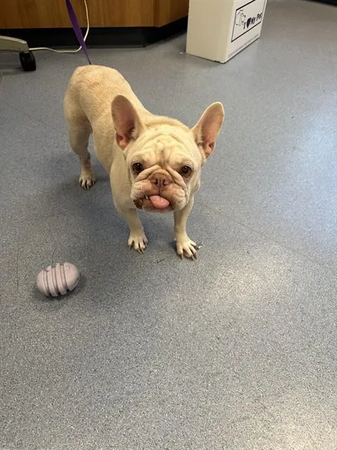 An adult small-sized female French Bulldog dog named A for adoption in San Jose, CA
