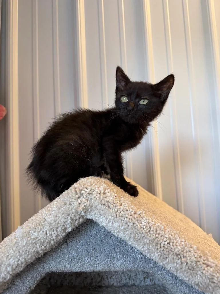 A baby small-sized female Domestic Short Hair cat named Hummus for adoption in Pierceton, IN