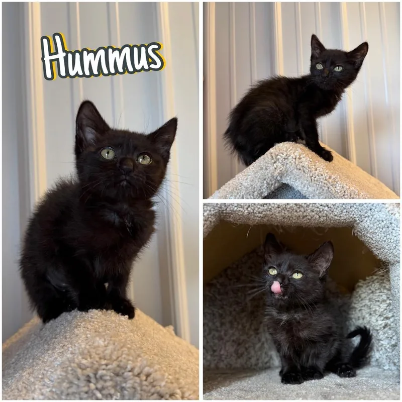 Hummus thumbnail 5