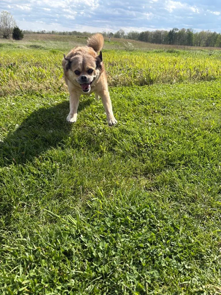 An adult medium-sized female Hound dog named Reesie for adoption in Findlay, OH