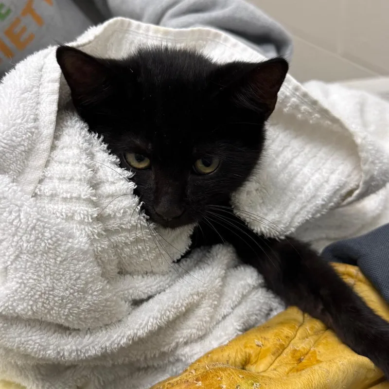 A baby small-sized male Black Domestic Short Hair cat named Fern for adoption in Jacksonville, FL