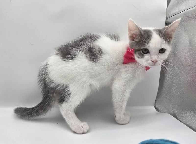 A baby medium-sized male Domestic Short Hair cat named Robin for adoption in Attalla, AL