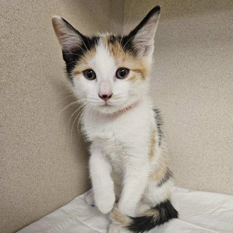 A baby small-sized female White Domestic Short Hair cat named Marbles for adoption in New York, NY