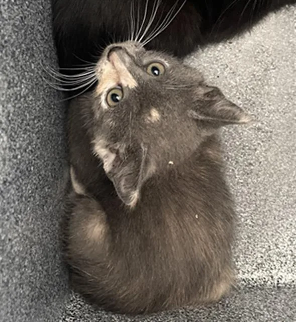 A baby medium-sized female Domestic Short Hair cat named Betty for adoption in Dallas, TX