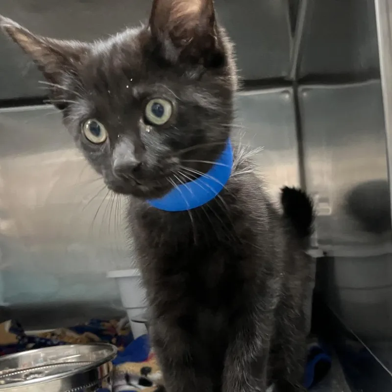A baby small-sized male Black Domestic Short Hair cat named Octopus for adoption in Lakeland, FL