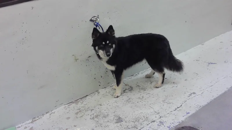 A young medium-sized female Husky dog named Diva for adoption in Houston, TX
