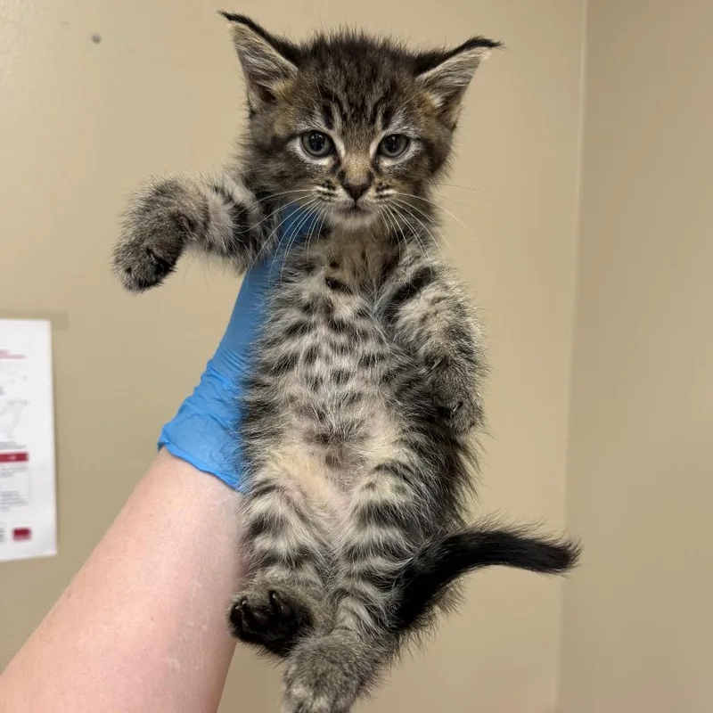 A baby small-sized female Brown / Chocolate Domestic Short Hair cat named Hera for adoption in Birmingham, AL