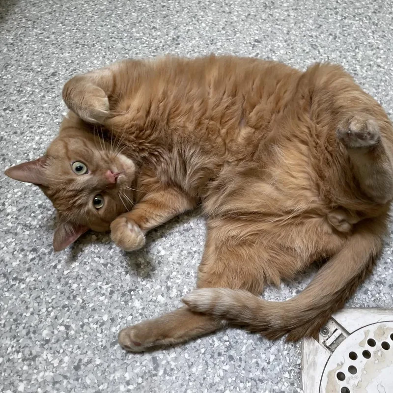 An adult extra large-sized male Orange / Red Domestic Short Hair cat named Dan for adoption in Enfield, NH