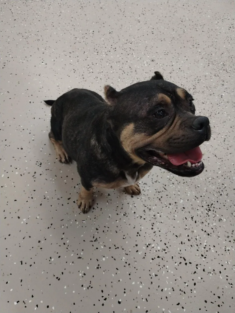 An adult large-sized female Mixed Breed dog named Sapphire for adoption in York, SC