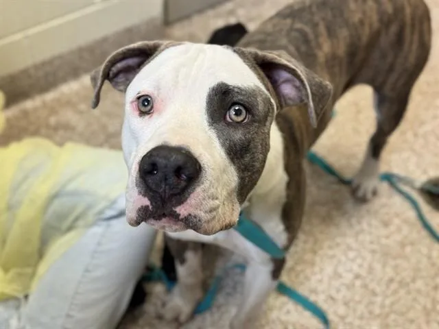 A young medium-sized male Pit Bull Terrier dog named Cedric for adoption in Pueblo, CO