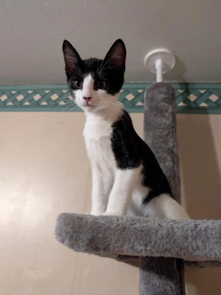 A baby small-sized male Domestic Short Hair cat named Scooter for adoption in Oakdale, CA
