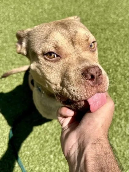 A young medium-sized male Yellow / Tan / Blond / Fawn Mixed Breed dog named Burger for adoption in Wichita, KS