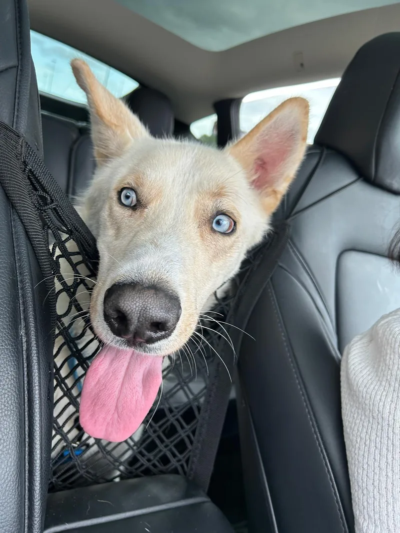A young large-sized male White / Cream White German Shepherd dog named Bolt for adoption