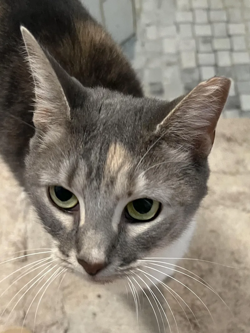 An adult medium-sized female Torbie Domestic Short Hair cat named Sparkles Funston for adoption in Philadelphia, PA