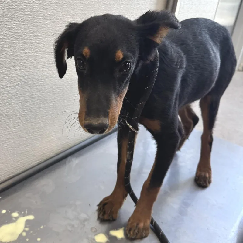A young medium-sized female Black Mixed Breed dog named Adira for adoption in Las Cruces, NM
