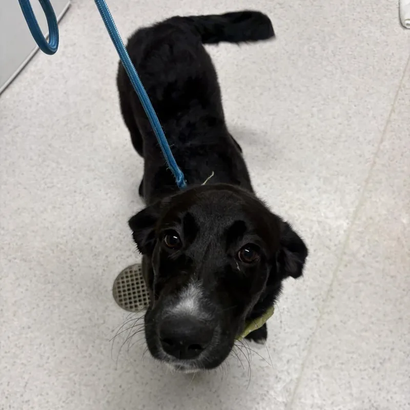 A baby medium-sized male Black Labrador Retriever dog named Irwin for adoption in Binghamton, NY