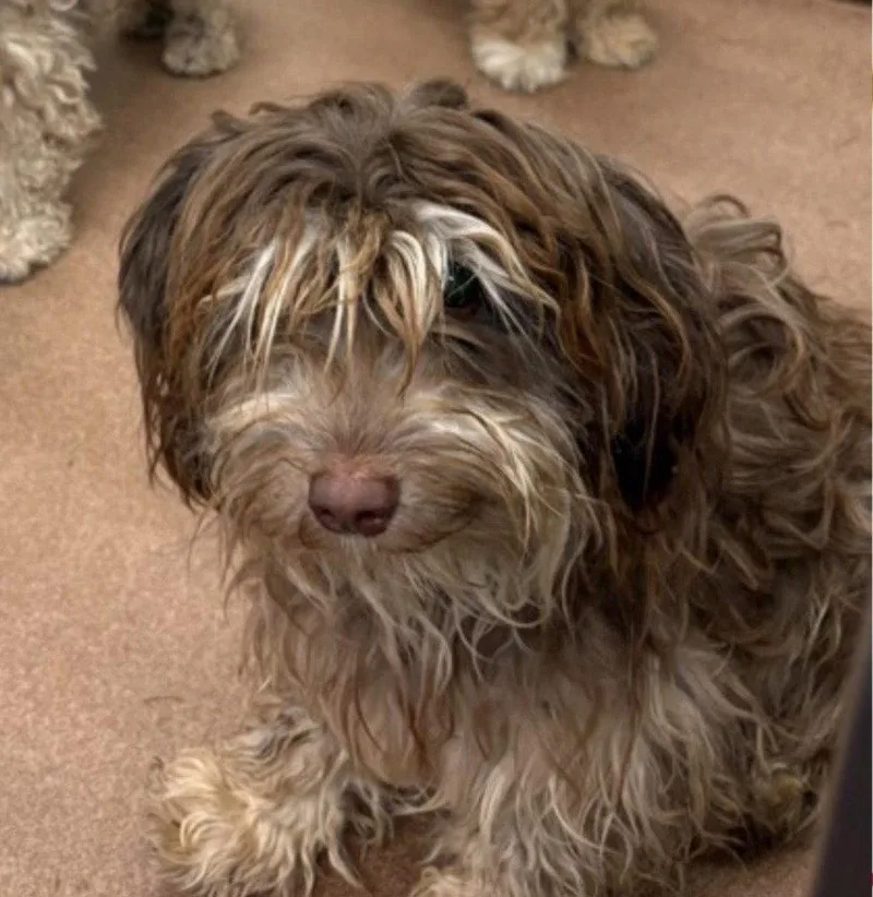 A young small-sized male Havanese dog named Cleo for adoption in Bloomfield, CT